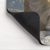 Galapagos Zee Lion Muismat (Hoek)