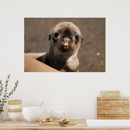 Galapagos Zee Lion Poster (Keuken)