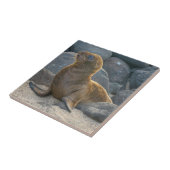 Galapagos Zee Lion Tegeltje (Zijkant)