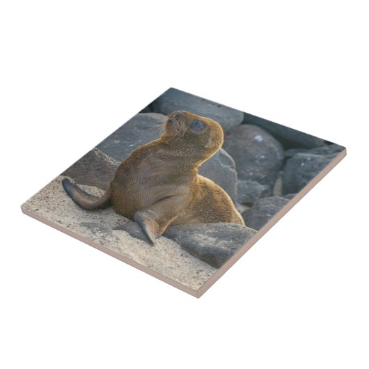 Galapagos Zee Lion Tegeltje (Zijkant)