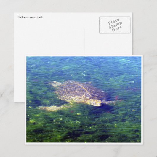 galapagos zee schildpad briefkaart (Voorkant / Achterkant)