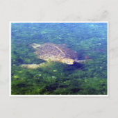 galapagos zee schildpad briefkaart (Voorkant)
