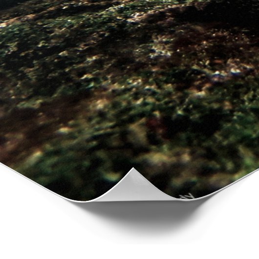 Galápagos Zee Schildpad met Sergeant Major Fish Poster (Hoek)