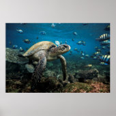 Galápagos Zee Schildpad met Sergeant Major Fish Poster (Voorkant)