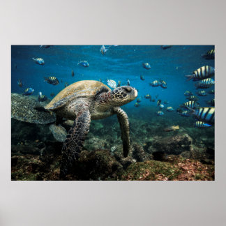 Galápagos Zee Schildpad met Sergeant Major Fish Poster