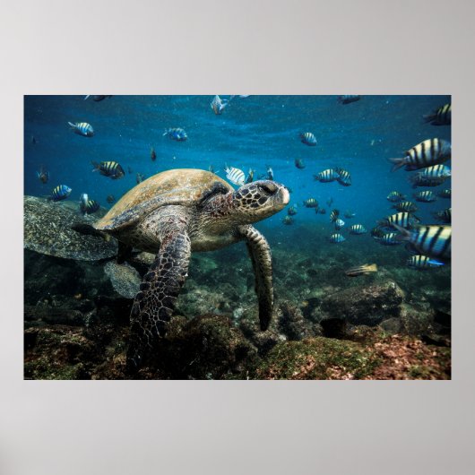 Galápagos Zee Schildpad met Sergeant Major Fish Poster (Voorkant)