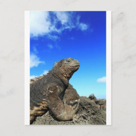 Galapagos zeeleguaan zonnebaden briefkaart