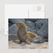 Galapagos Zeerover Briefkaart (Voorkant / Achterkant)