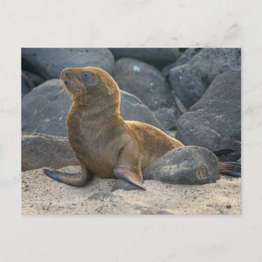 Galapagos Zeerover Briefkaart (Voorkant)