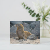 Galapagos Zeerover Briefkaart (Staand voorkant)