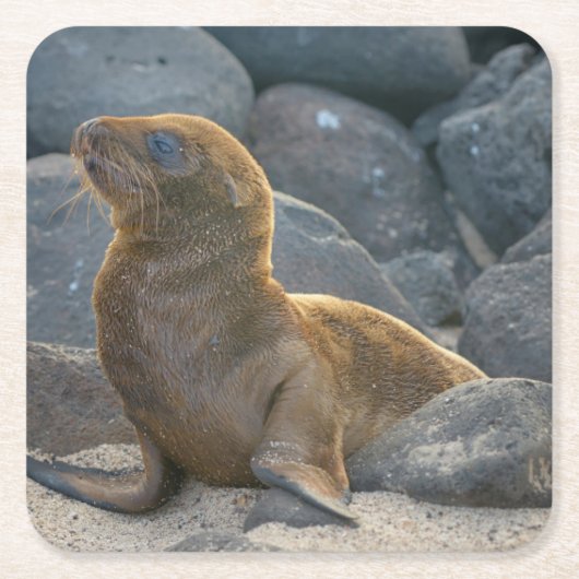Galapagos Zeerover Kartonnen Onderzetters (Voorkant)