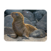 Galapagos Zeerover Magneet (Horizontaal)