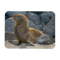 Galapagos Zeerover