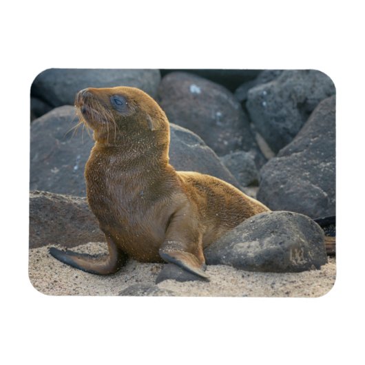 Galapagos Zeerover Magneet (Horizontaal)