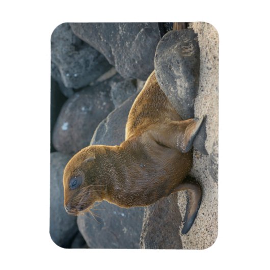 Galapagos Zeerover Magneet (Verticaal)