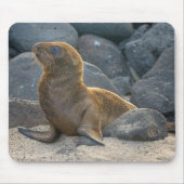 Galapagos Zeerover Muismat (Voorkant)
