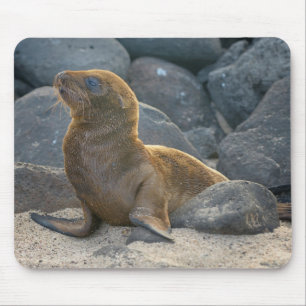 Galapagos Zeerover Muismat