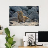 Galapagos Zeerover Poster (Thuiskantoor)