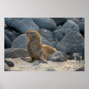 Galapagos Zeerover Poster