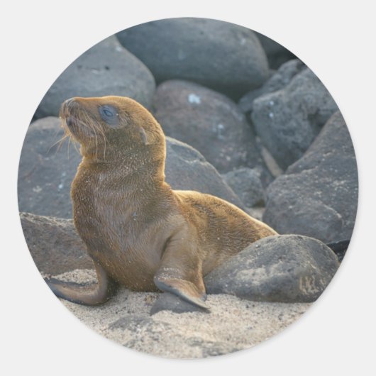 Galapagos Zeerover Ronde Sticker (Voorkant)