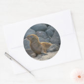 Galapagos Zeerover Ronde Sticker (Envelop)