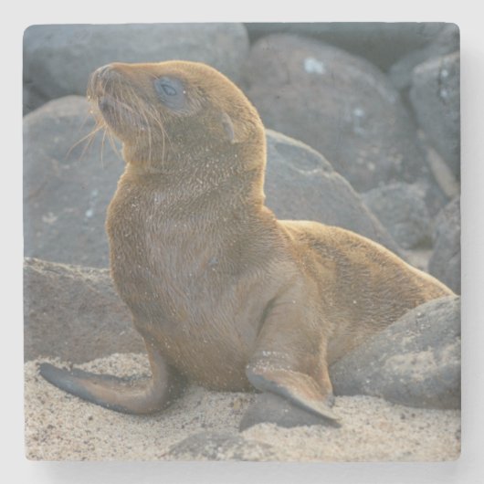 Galapagos Zeerover Stenen Onderzetter (Voorkant)
