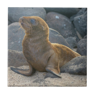 Galapagos Zeerover Tegeltje