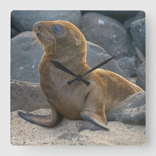 Galapagos Zeerover Vierkante Klok (Voorkant)