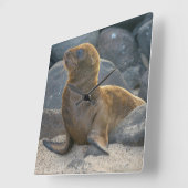 Galapagos Zeerover Vierkante Klok (Hoek)