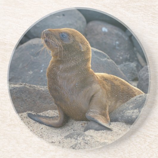 Galapagos Zeerover Zandsteen Onderzetter (Voorkant)