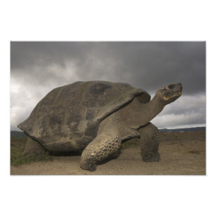 Galapagosreuzenschildpad Geochelone Foto Afdruk