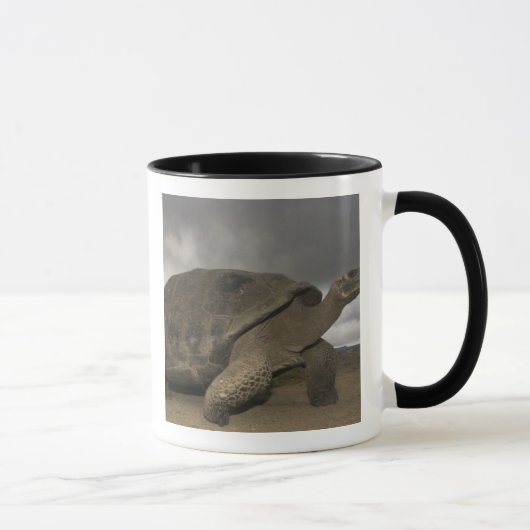 Galapagosreuzenschildpad Geochelone Mok (Rechts)
