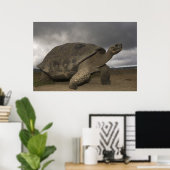 Galapagosreuzenschildpad Geochelone Poster (Thuiskantoor)