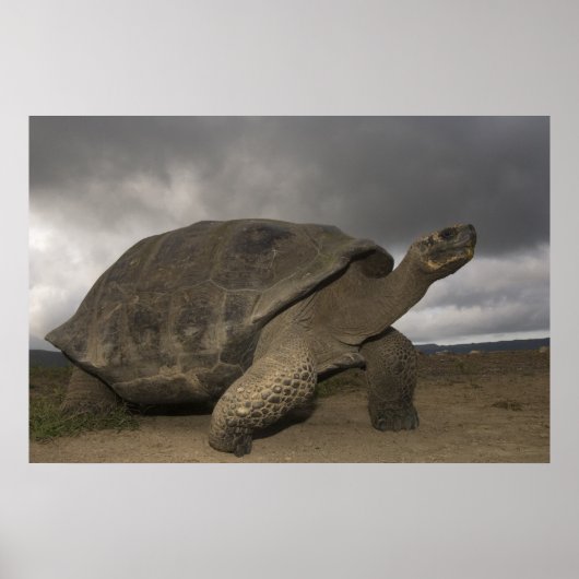Galapagosreuzenschildpad Geochelone Poster (Voorkant)