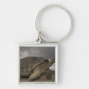 Galapagosreuzenschildpad Geochelone Sleutelhanger