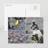 Galapagostralen Briefkaart (Voorkant / Achterkant)