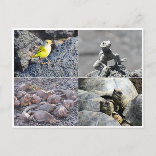 Galapagostralen Briefkaart (Voorkant)