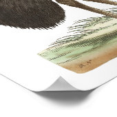 Galeated Cassowary van George Shaw Poster (Hoek)