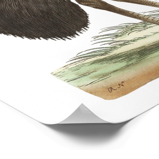 Galeated Cassowary van George Shaw Poster (Hoek)