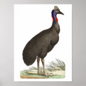 Galeated Cassowary van George Shaw Poster (Voorkant)