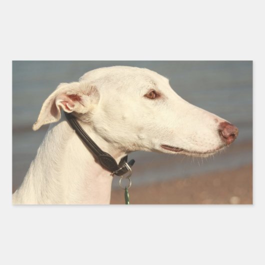 Galgo Windhund Rechthoekige Sticker (Voorkant)