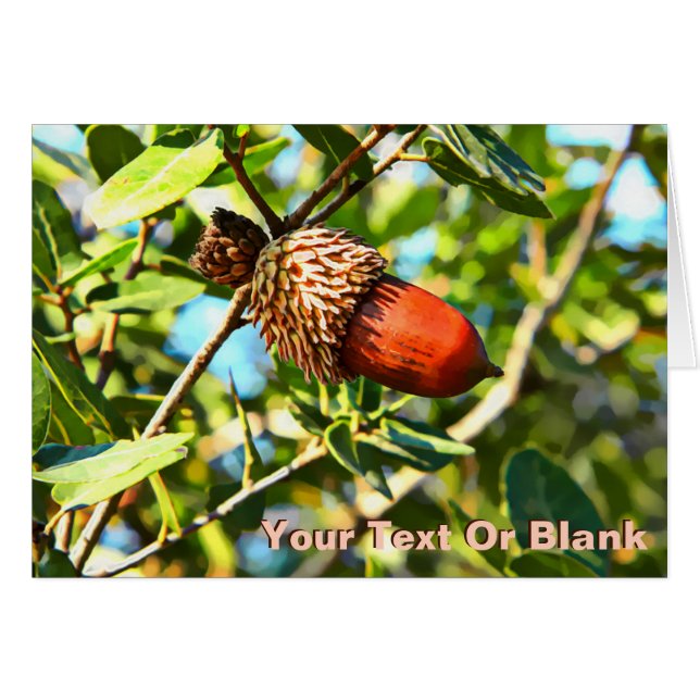 Galilee Acorn (Voorkant Horizontaal)