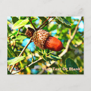 Galilee Acorn Briefkaart