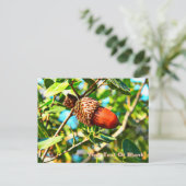 Galilee Acorn Briefkaart (Staand voorkant)