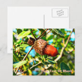 Galilee Acorn Briefkaart (Voorkant / Achterkant)