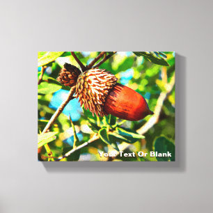 Galilee Acorn Canvas Afdruk