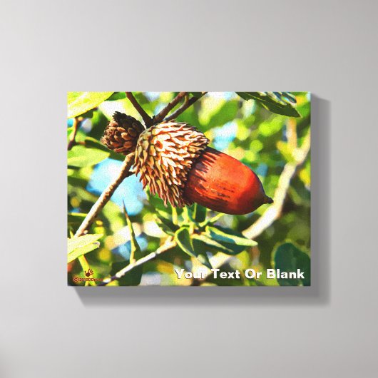Galilee Acorn Canvas Afdruk (Voorkant)