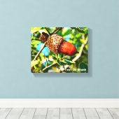 Galilee Acorn Canvas Afdruk (Insitu (Houten vloer))