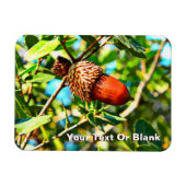 Galilee Acorn Magneet (Horizontaal)