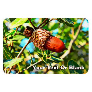 Galilee Acorn Magneet